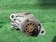 Стартер Isuzu elf Starter Motor NPR72P